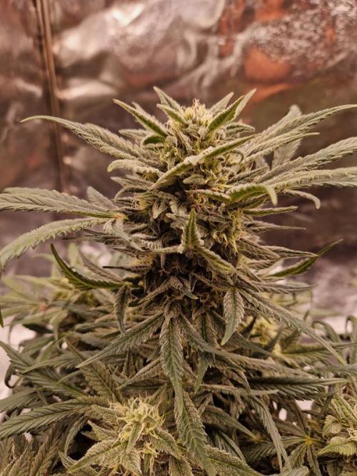 Apricot Auto. Week 7