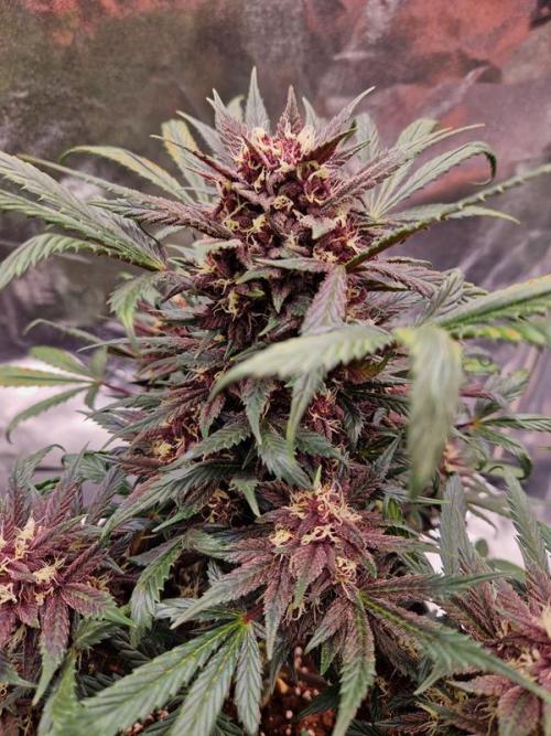 Apricot Auto. Week 7