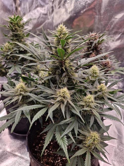 Apricot Auto. Week 7