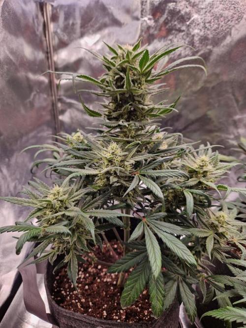 Apricot Auto. Week 7