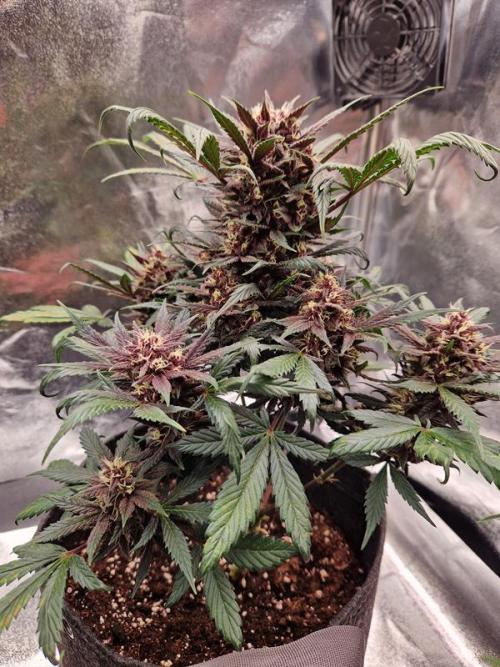 Apricot Auto. Week 7