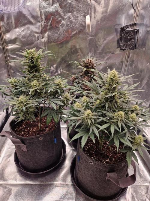 Apricot Auto. Week 7