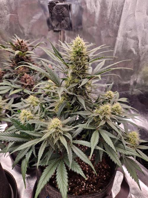 Apricot Auto. Week 7