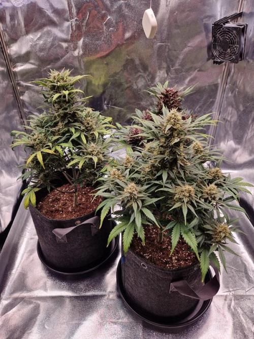 Apricot Auto. Week 8