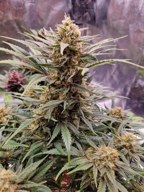 Apricot Auto. Week 8