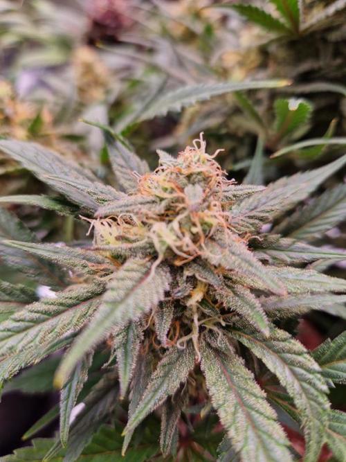 Apricot Auto. Week 8