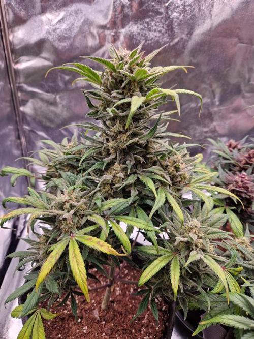 Apricot Auto. Week 8