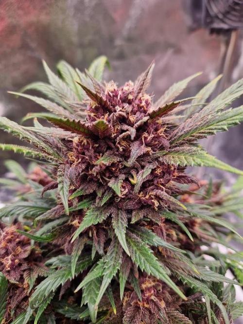 Apricot Auto. Week 8