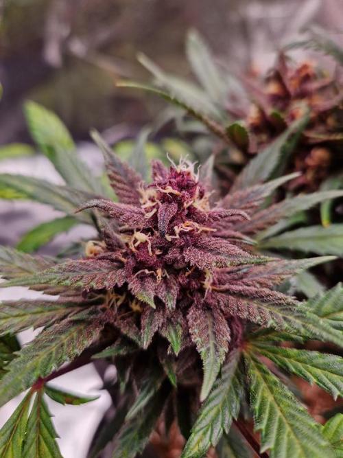 Apricot Auto. Week 8