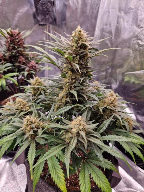 Apricot Auto. Week 8