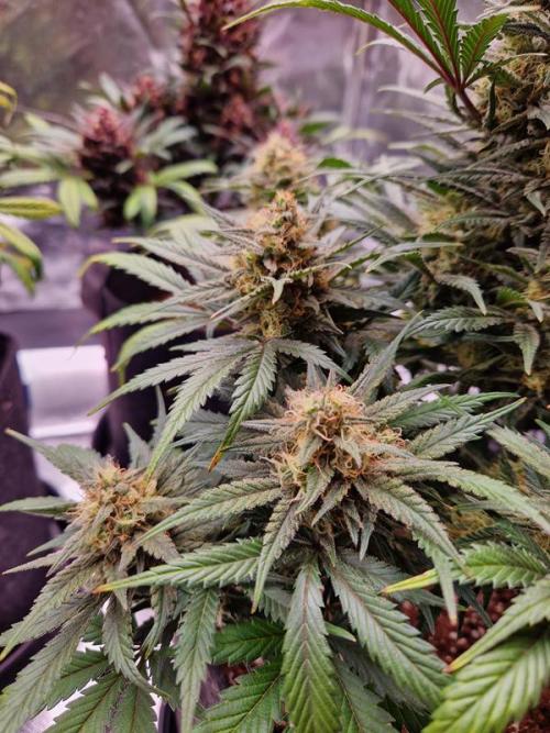 Apricot Auto. Week 8