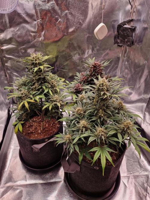 Apricot Auto. Week 8