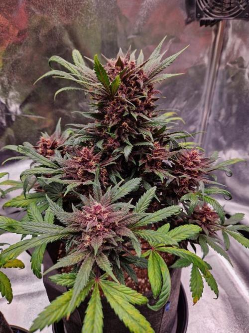 Apricot Auto. Week 8