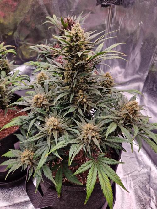 Apricot Auto. Week 8