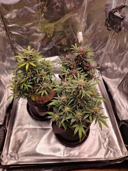 Apricot Auto. Week 8