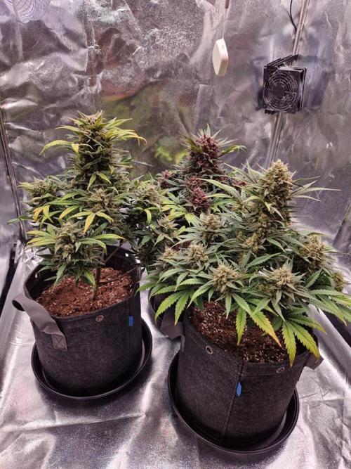 Apricot Auto. Week 9