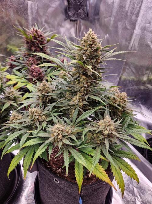 Apricot Auto. Week 9