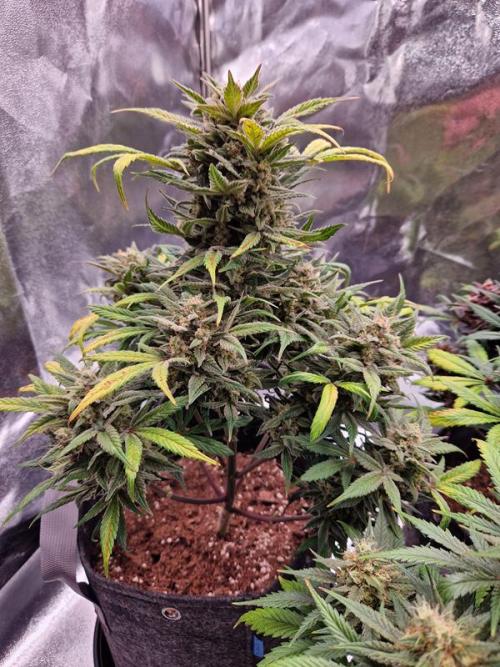 Apricot Auto. Week 9