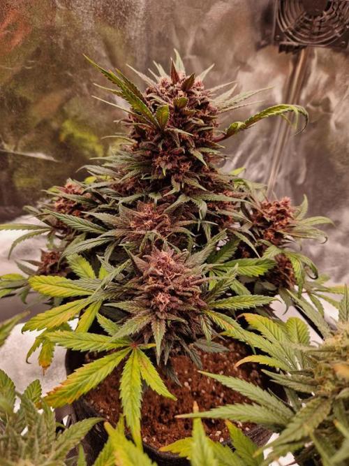 Apricot Auto. Week 9