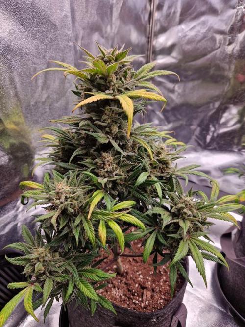 Apricot Auto. Week 9