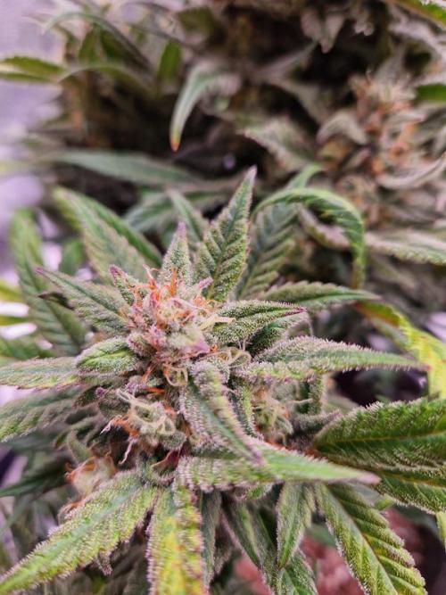 Apricot Auto. Week 9