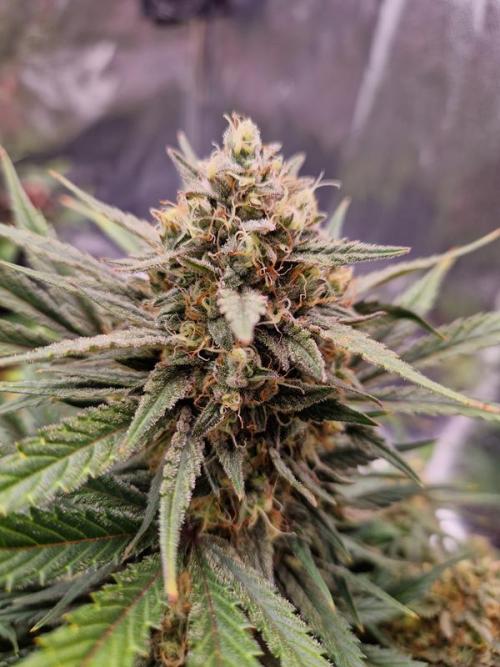 Apricot Auto. Week 9