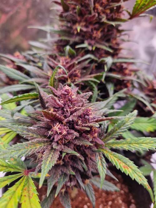 Apricot Auto. Week 9