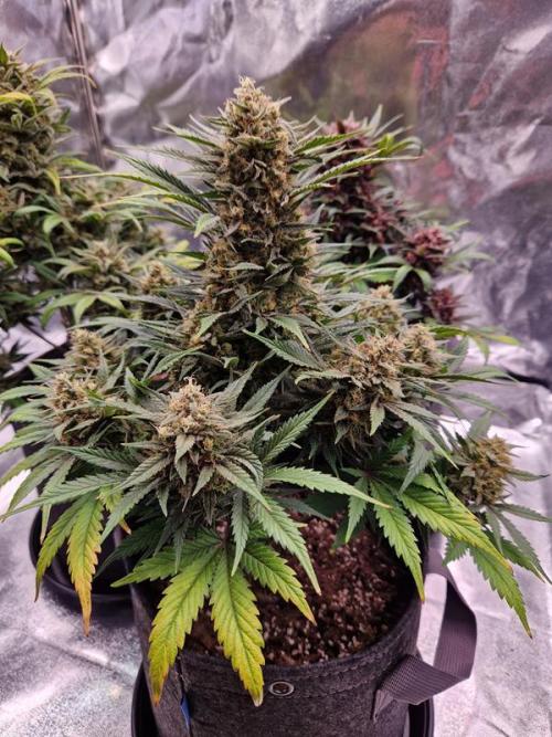 Apricot Auto. Week 9