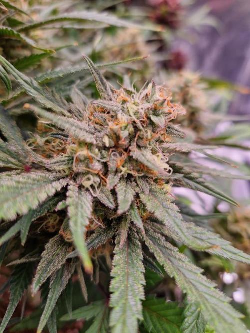 Apricot Auto. Week 9