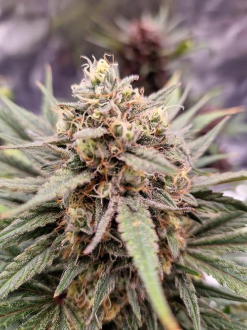 Apricot Auto. Week 9