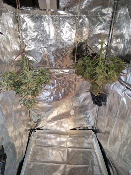Apricot Auto. Week 10