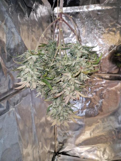 Apricot Auto. Week 10