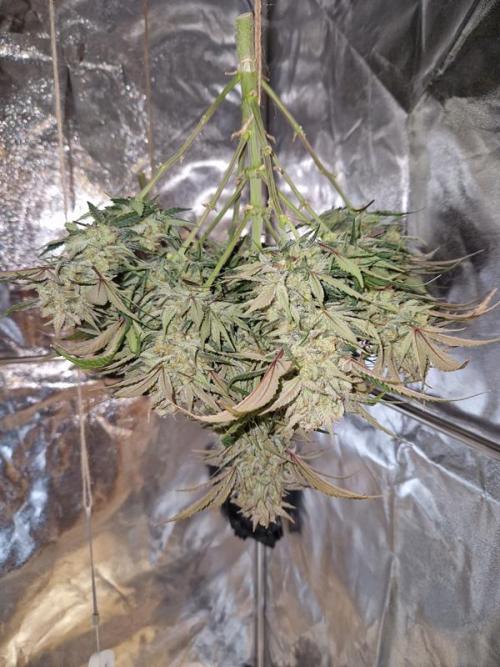 Apricot Auto. Week 10