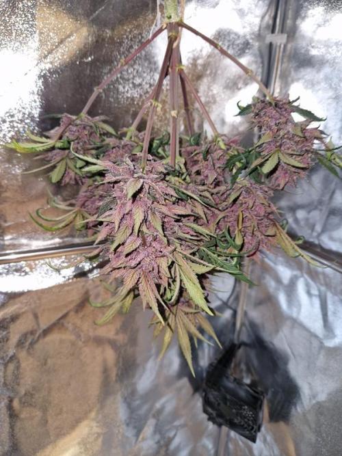 Apricot Auto. Week 10