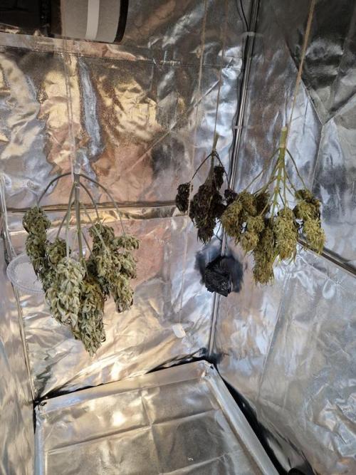 Apricot Auto. Week 10