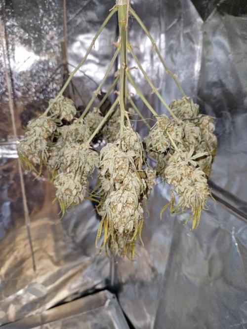 Apricot Auto. Week 10