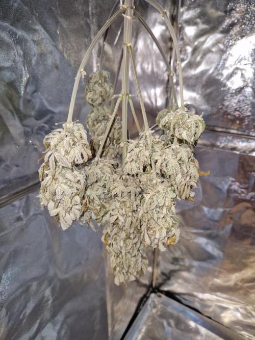 Apricot Auto. Week 10