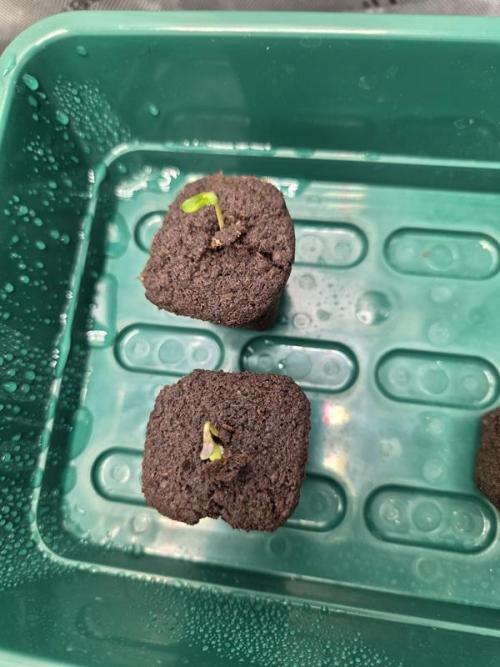 Mango Frost Auto. Week 0