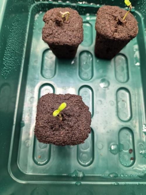 Sundae Frost Auto. Week 0