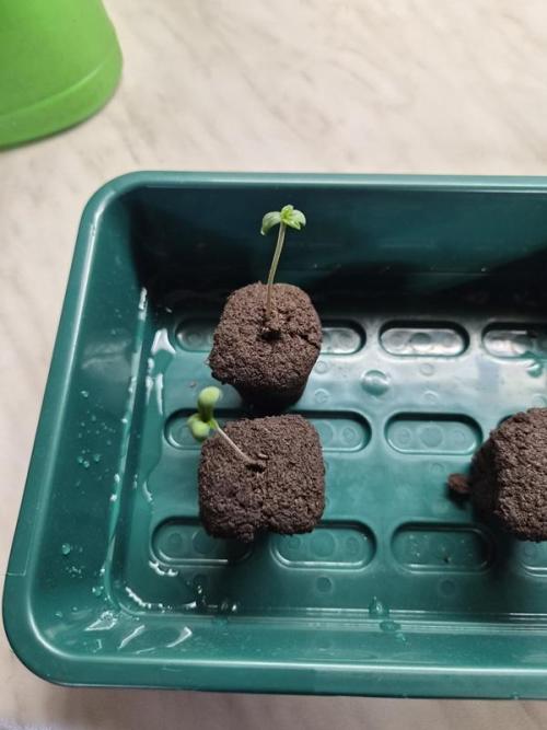 Mango Frost Auto. Week 0