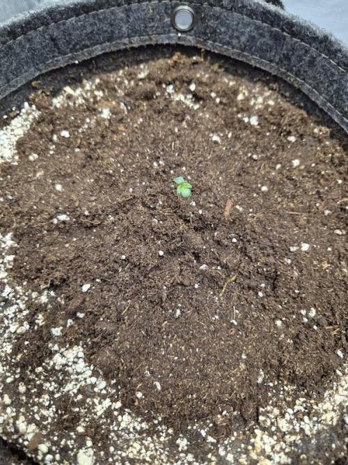 Mango Frost Auto. Week 0