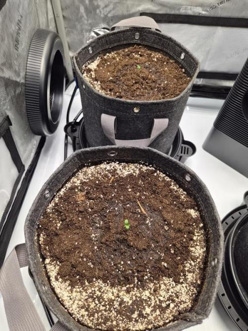 Mango Frost Auto. Week 0