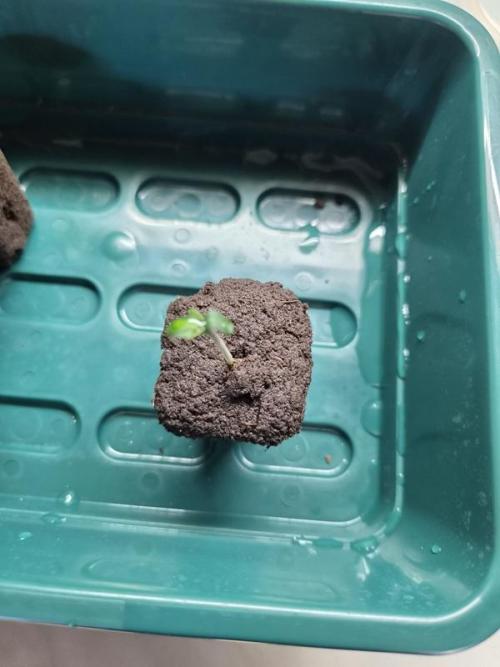 Sundae Frost Auto. Week 0