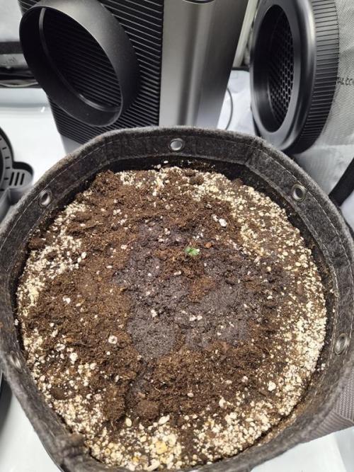 Sundae Frost Auto. Week 0
