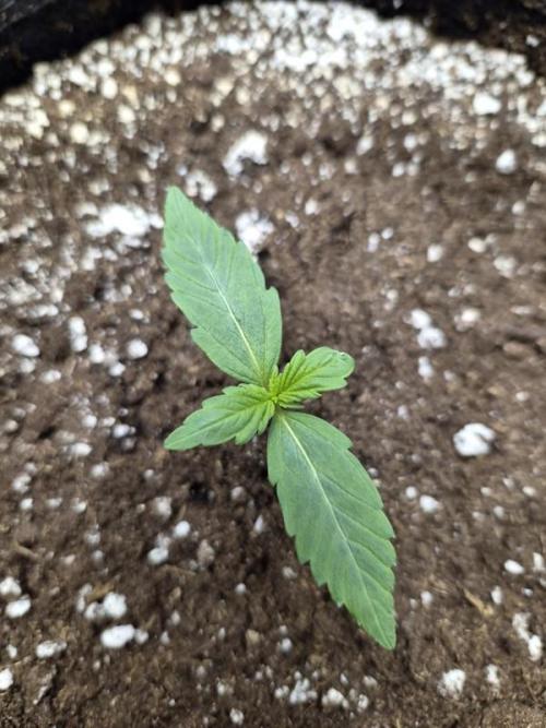 Sundae Frost Auto. Week 1