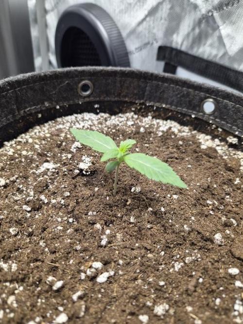 Sundae Frost Auto. Week 1