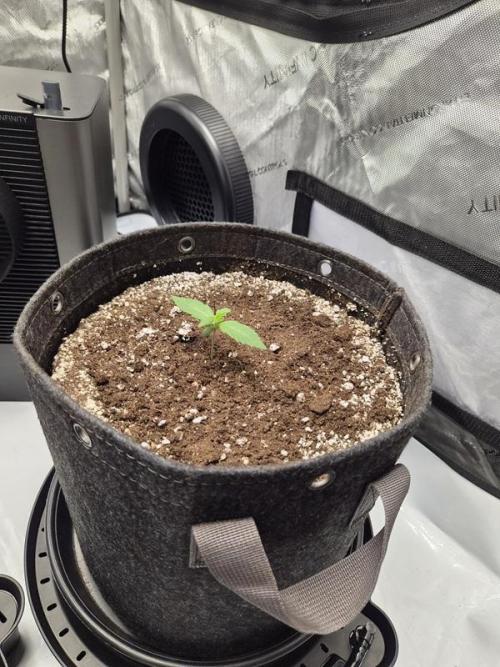 Sundae Frost Auto. Week 1