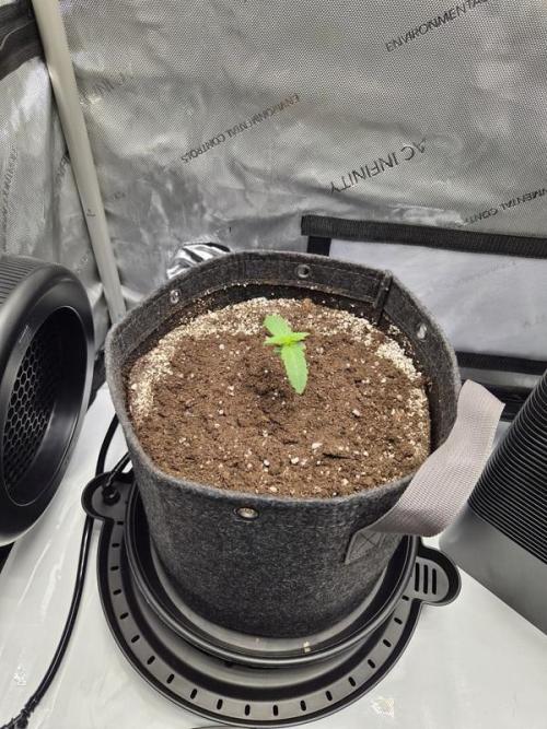 Mango Frost Auto. Week 1