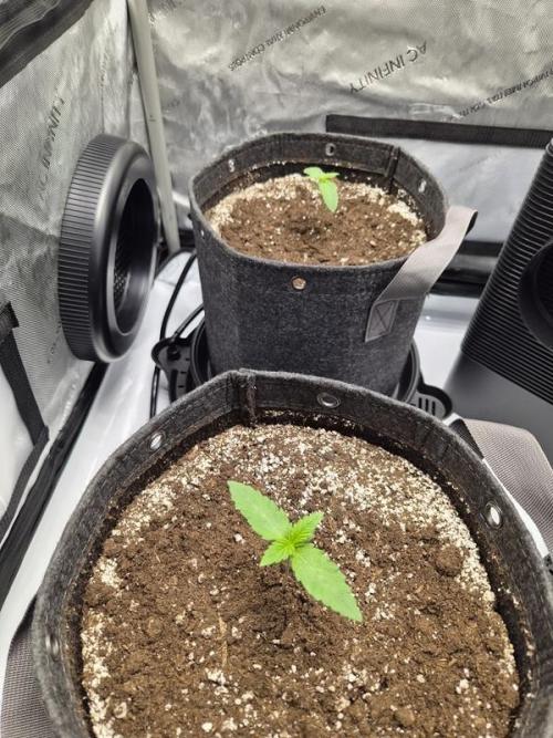 Mango Frost Auto. Week 1