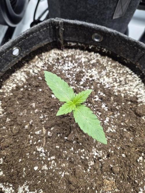 Mango Frost Auto. Week 1